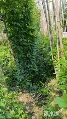 500厘米油麻藤