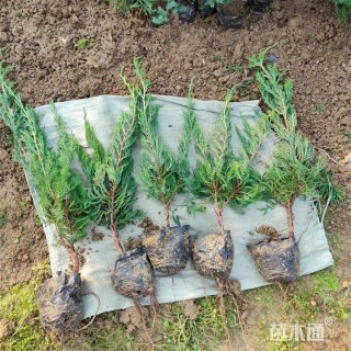 高度49厘米龙柏