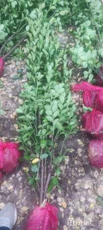 高度150厘米北海道黄杨