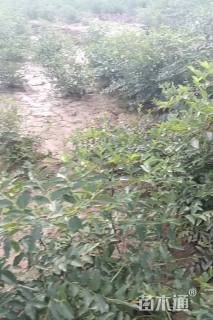 高度100厘米大红袍花椒