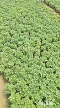 高度15厘米国庆菊