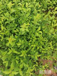 高度25厘米金禾女贞