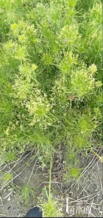 高度60厘米纸莎草