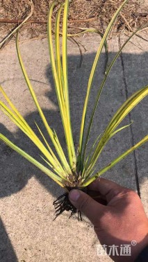 高度40厘米金叶石菖蒲