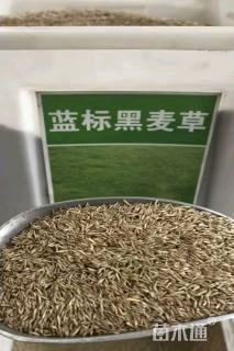 黑麦草种子