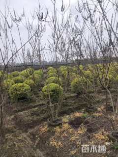 高度200厘米穗花牡荆