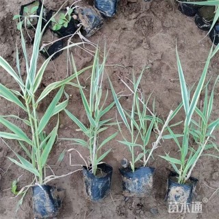 高度45厘米花叶芦竹