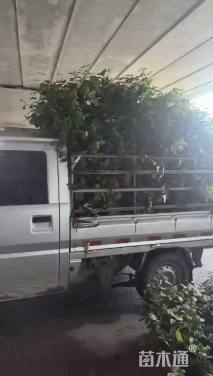 10公分造型红花勒杜鹃