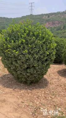 冠幅180厘米大叶黄杨球