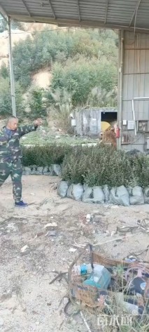 高度60厘米火棘