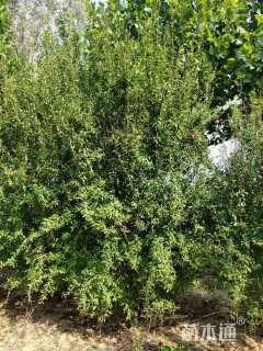 高度250厘米丛生花石榴