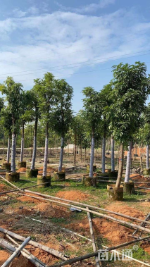 14公分海南红豆