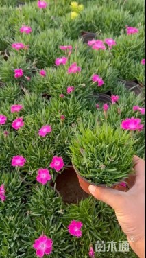 高度20厘米欧石竹