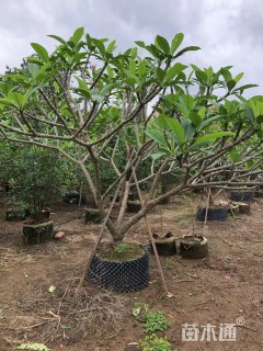 10公分红花鸡蛋花