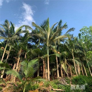 裸干高400厘米假槟榔
