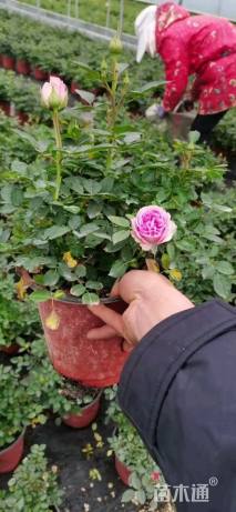 高度30厘米钻石月季