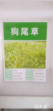 狗尾草种子