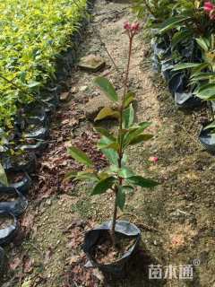 高度30厘米琴叶珊瑚