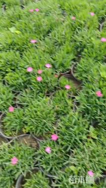 高度8厘米欧石竹