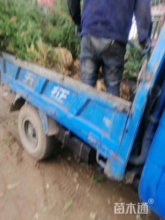 高度200厘米云杉