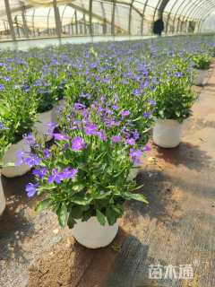 高度20厘米半边莲