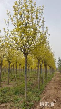 10公分金叶白蜡