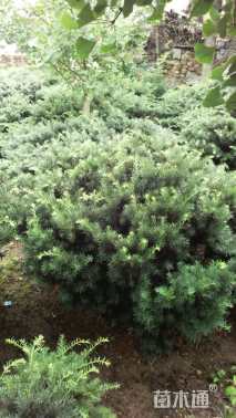 高度90厘米矮紫杉