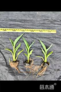 高度30厘米美人蕉