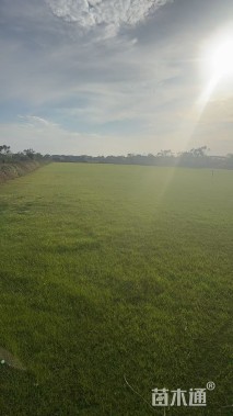 草块状百慕大草