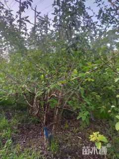 高度300厘米琼花