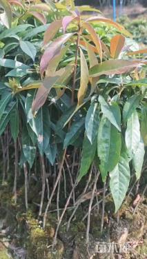 高度40厘米木荷小苗