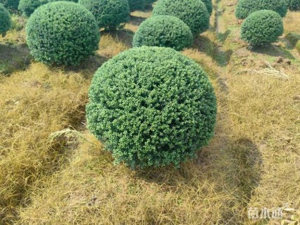 冠幅80厘米大叶黄杨球