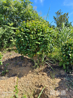 冠幅200厘米茶花球