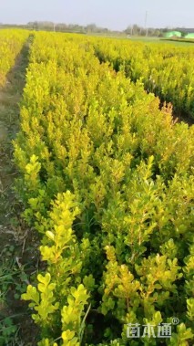 高度70厘米瓜子黄杨