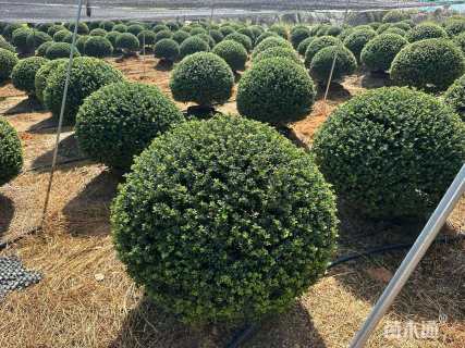 冠幅60厘米龟甲冬青球