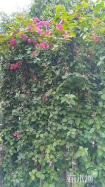高度200厘米三角梅藤条