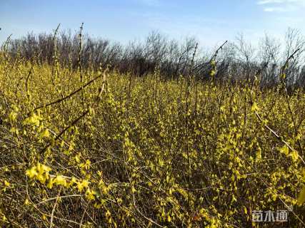 高度250厘米连翘