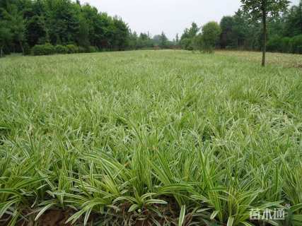 高度20厘米金边麦冬