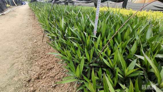 高度25厘米翠芦莉