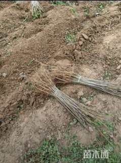 高度40厘米紫穗槐小苗