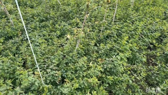 高度30厘米云南黄馨