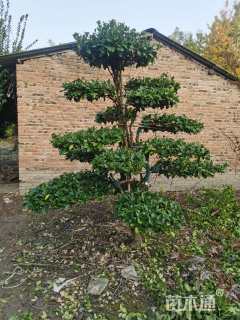 高度40厘米大叶黄杨