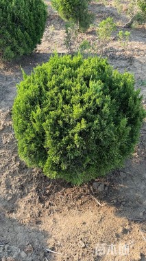 冠幅120厘米龙柏球