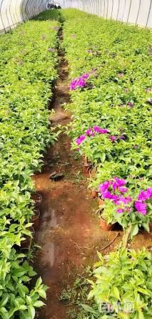 高度40厘米三角梅