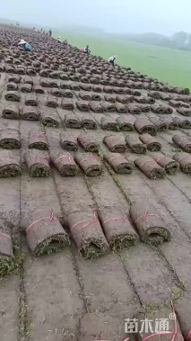 草卷状百慕大草