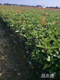 高度60厘米红叶石楠小苗