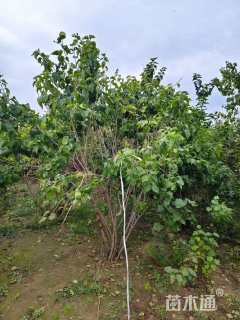 高度250厘米丛生丁香