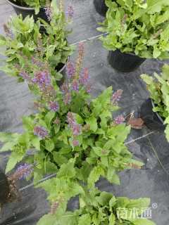 高度30厘米鼠尾草