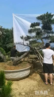 35公分造型黑松