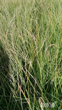 高度25厘米雨久花